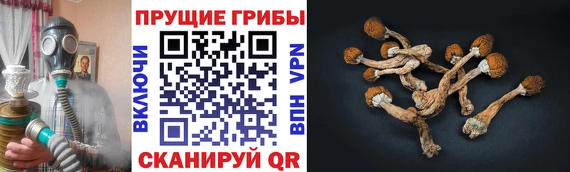 Псилоцибиновые грибы GOLDEN TEACHER  Биробиджан 